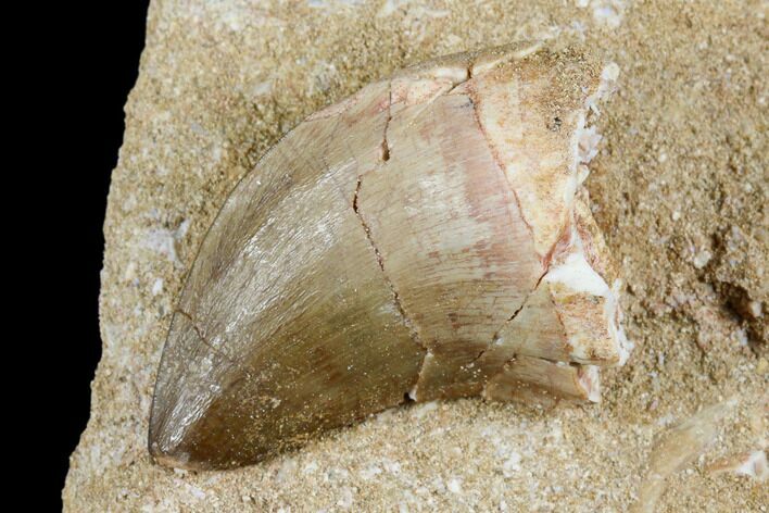 Bargain, Mosasaur (Prognathodon) Tooth In Rock - Morocco #179285